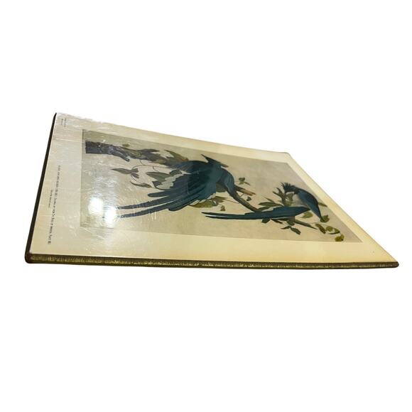 John James Audubon 1785-1851 Columbia Jay From The Birds of America Plate 96 - Picture 6 of 11